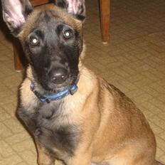 Malinois Champ de coesi