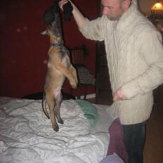 Malinois Champ de coesi