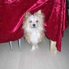 Blanding af racer Arne