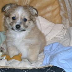 Blanding af racer Arne