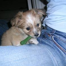 Blanding af racer Arne