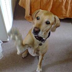 Blanding af racer Maisie