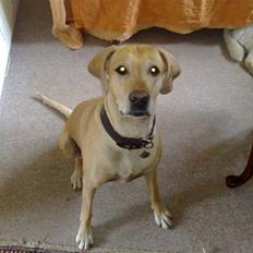 Blanding af racer Maisie