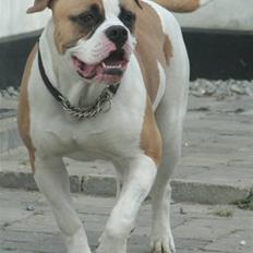 Amerikansk bulldog Chico *Sov godt min dreng