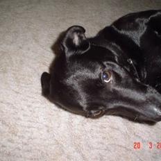 Blanding af racer Bella