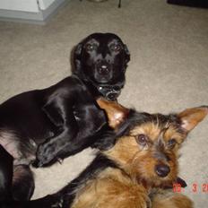 Blanding af racer Bella