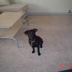 Blanding af racer Bella