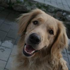 Golden retriever Lille frk. Møller