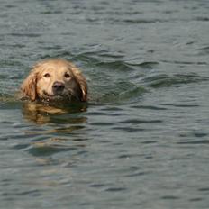 Golden retriever Lille frk. Møller