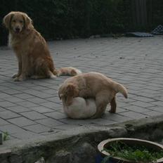 Golden retriever Lille frk. Møller