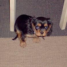 King charles spaniel bella