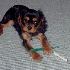 King charles spaniel bella