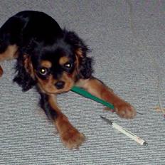 King charles spaniel bella