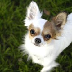 Chihuahua Birkedals Mickey R.I.P