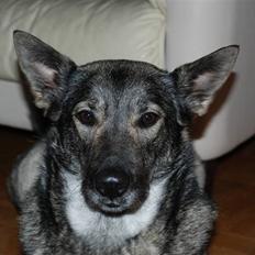 Jämthund Prinsessan