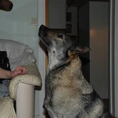 Jämthund Prinsessan