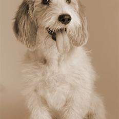 Petit basset griffon wendéen Dagmar