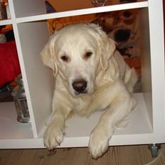 Golden retriever Charlie