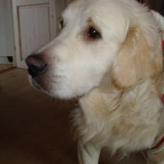 Golden retriever Charlie