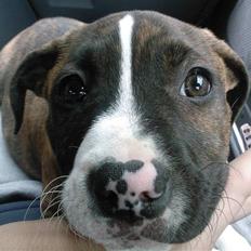 Amerikansk staffordshire terrier Kenzo