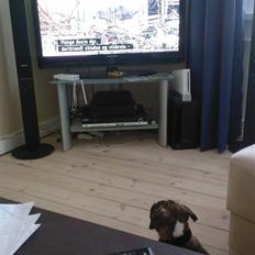 Amerikansk staffordshire terrier Kenzo