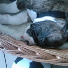 Amerikansk staffordshire terrier Kenzo