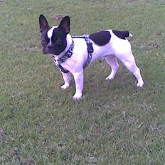 Fransk bulldog Rocky