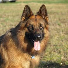 Schæferhund Vicktor [Langhåret] R.I.P