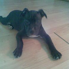 Blanding af racer Dolli