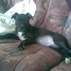 Blanding af racer Dolli