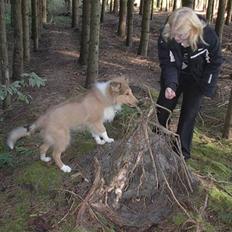 Collie langhåret Plexus Vamos