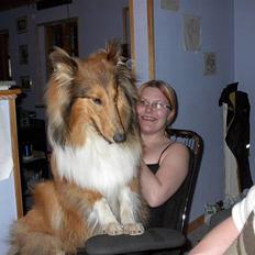 Collie langhåret Plexus Vamos