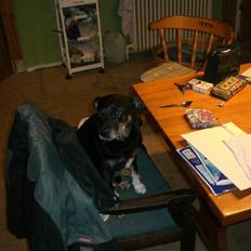 Blanding af racer Jensen