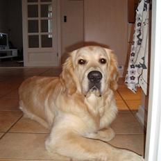 Golden retriever Sheik