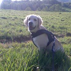 Golden retriever Sheik