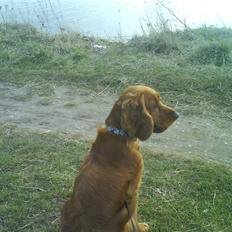 Cocker spaniel Teddy