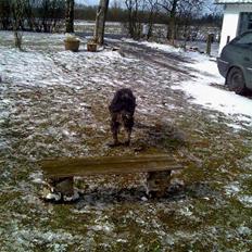 Schapendoes Anton *aflivet*