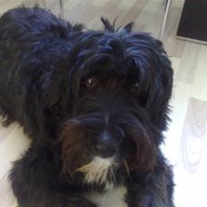 Blanding af racer Snip