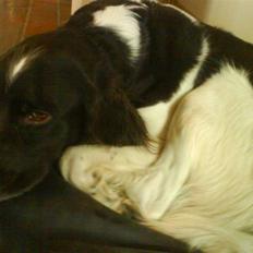 Kleiner münsterländer Asko