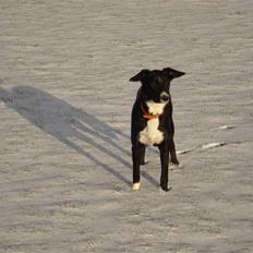 Border collie Trille