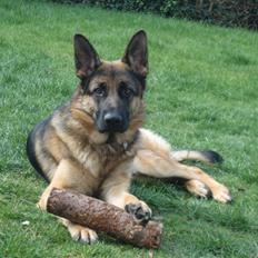 Schæferhund Korskildes Joeline Kessa