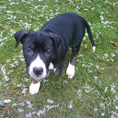 Blanding af racer Diamond