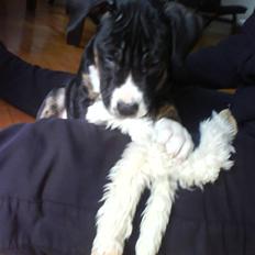 Blanding af racer Diamond