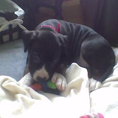 Blanding af racer Diamond