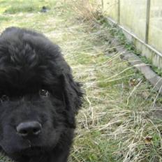 Newfoundlænder viktor