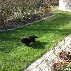 Newfoundlænder viktor