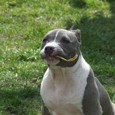 Amerikansk staffordshire terrier Ellie May