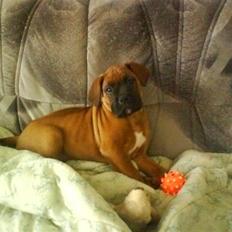 Boxer tyson