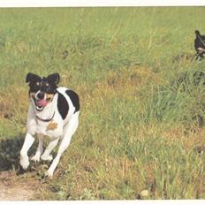 Dansk svensk gaardhund Sille