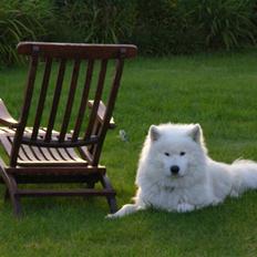 Samojedhund Siko